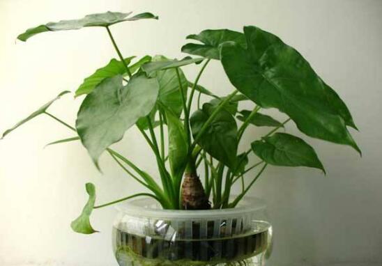 滴水观音根部腐烂如何办，切除腐烂根部后消毒重新种植