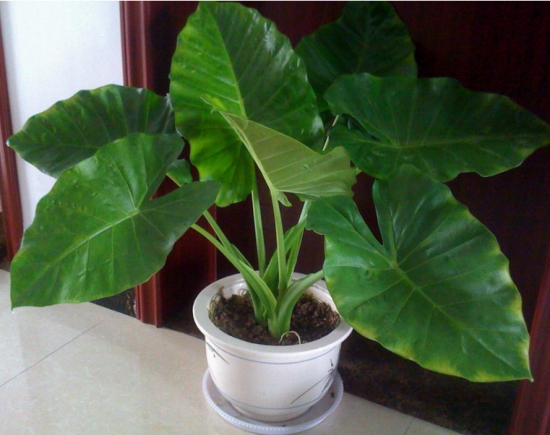 滴水观音的毒性，滴水观音中毒后的解救办法