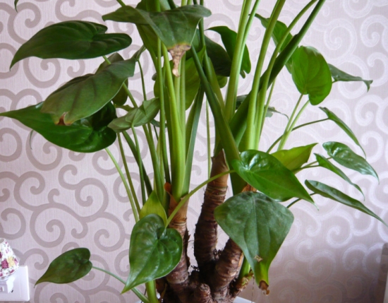 滴水观音的毒性，滴水观音中毒后的解救办法