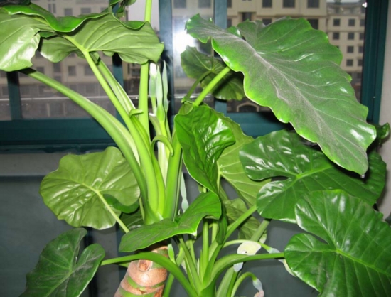 滴水观音的毒性，滴水观音中毒后的解救办法