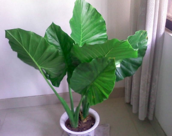 养殖滴水观音的益处：有较高的观赏价值，美化环境净化空气等