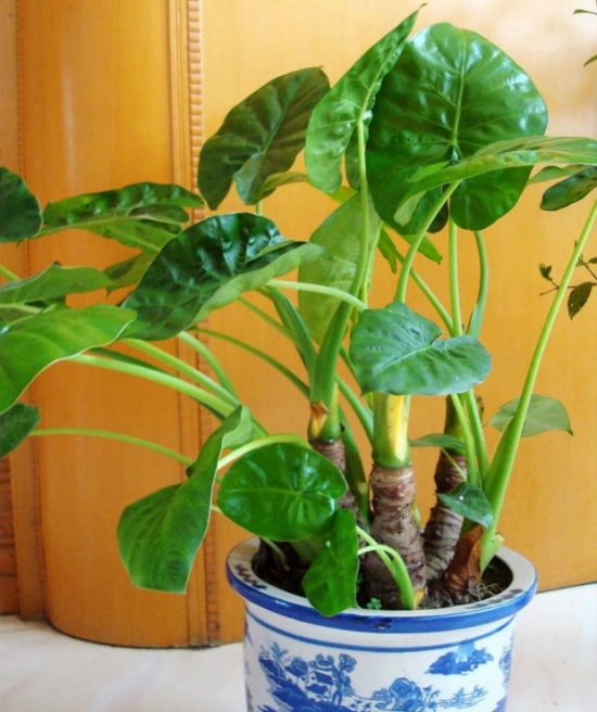 养殖滴水观音的益处：有较高的观赏价值，美化环境净化空气等