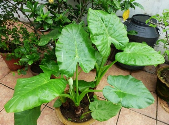 滴水观音叶子长不大如何办：养护办法的介绍，种类分辨