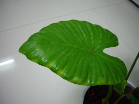 滴水观音的叶子发黄：叶子发黄的原因及处理办法