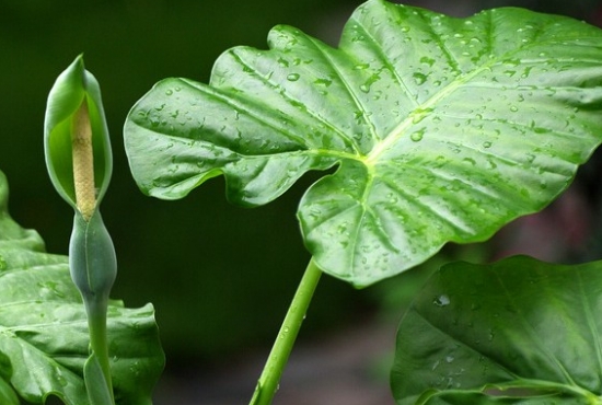 滴水观音的叶子发黄：叶子发黄的原因及处理办法