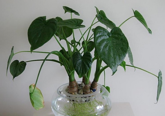 滴水观音的叶子发黄：叶子发黄的原因及处理办法