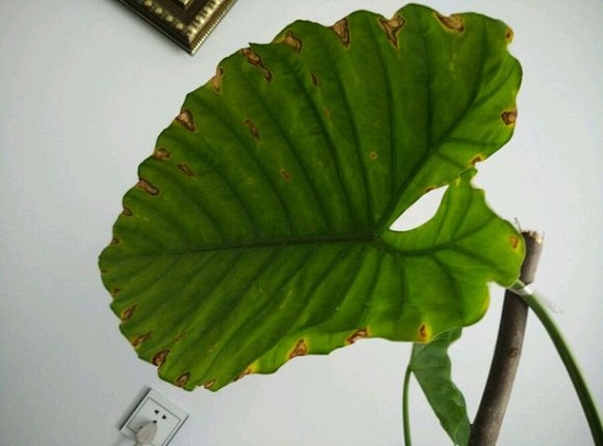 滴水观音叶子发黄 滴水观音叶子发黄如何办:平时多留意环境通风和虫害