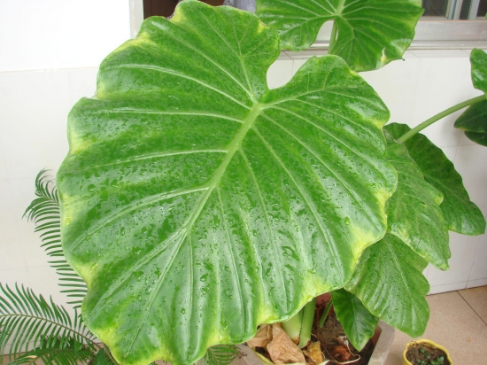 滴水观音叶子发黄如何办 滴水观音叶子发黄如何办:平时多留意环境通风和虫害