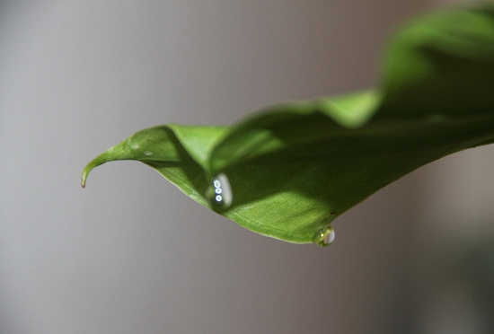 滴水观音正在滴水 滴水观音叶子发黄如何办:平时多留意环境通风和虫害