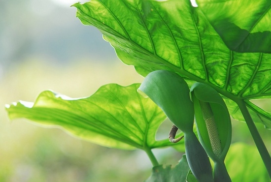 滴水观音 滴水观音叶子发黄如何办:平时多留意环境通风和虫害