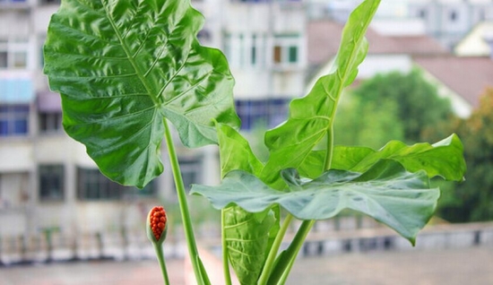 滴水观音有毒吗？有毒茎内白色汁液有毒