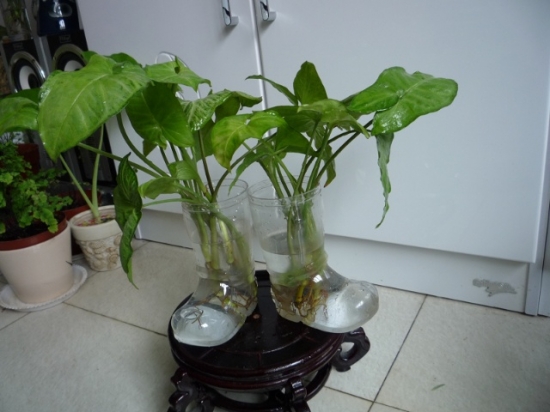 滴水观音可以水养吗：对水质要求较高