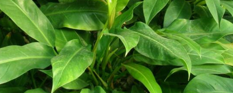 万年青开花后如何处理