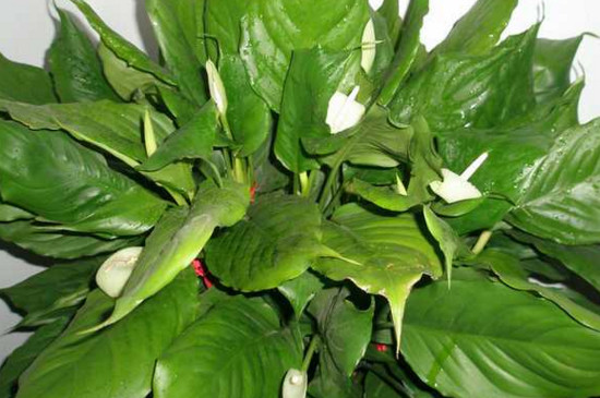 万年青开花后如何处理