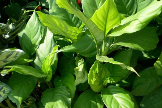 万年青开花后如何处理