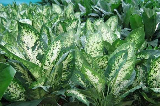 万年青开花后如何处理