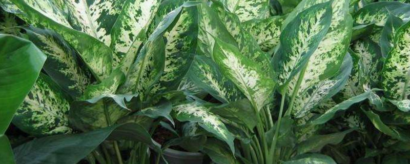 万年青为何会开白花