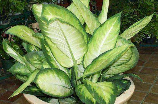 万年青为何会开白花