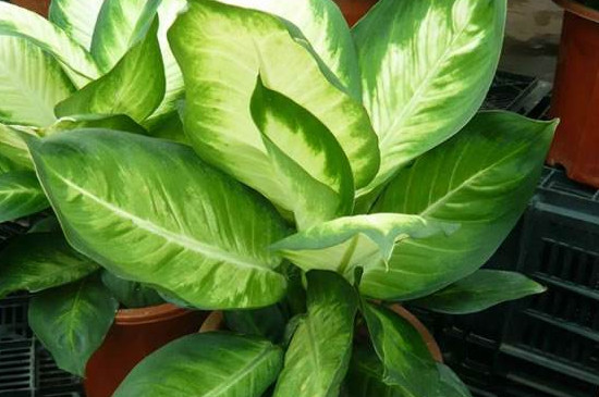 万年青为何会开白花