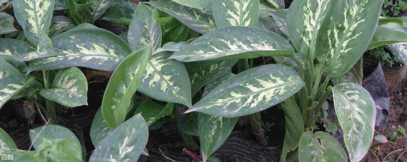 哪个种类万年青没有毒