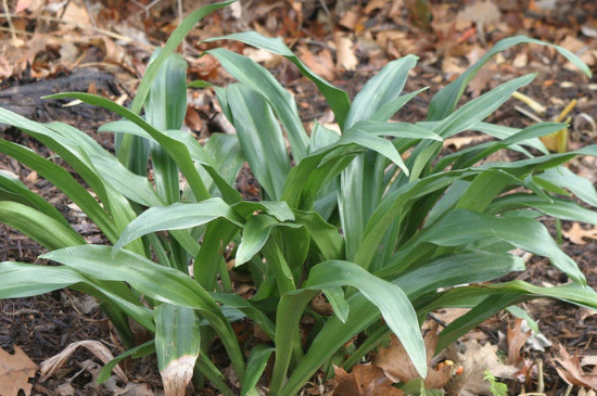 哪个种类万年青没有毒