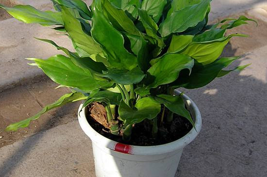 哪个种类万年青没有毒