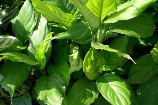 哪个种类万年青没有毒