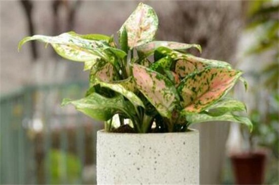 如意皇后如何施肥,生长期每月施两次肥