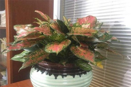 如意皇后如何施肥,生长期每月施两次肥