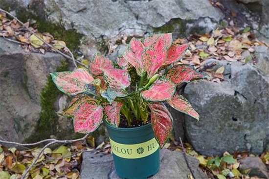 如意皇后如何施肥,生长期每月施两次肥