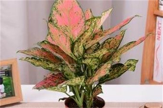 如意皇后如何施肥,生长期每月施两次肥