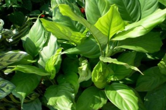 万年青剪枝从哪剪，叶片2/3地方以及基部修剪