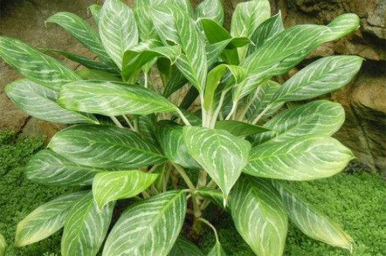 万年青剪枝从哪剪，叶片2/3地方以及基部修剪