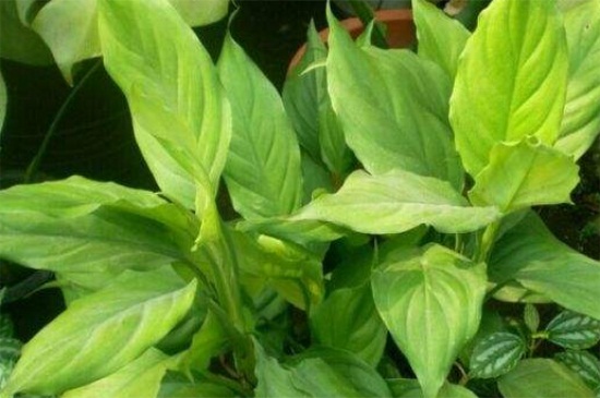 万年青剪枝从哪剪，叶片2/3地方以及基部修剪