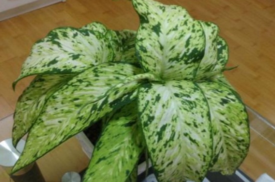 万年青剪枝从哪剪，叶片2/3地方以及基部修剪