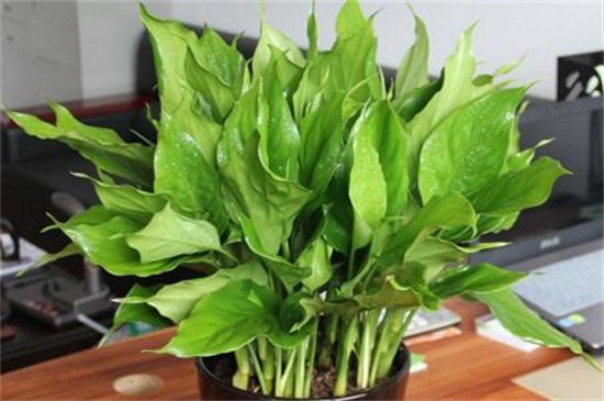 彩色万年青如何养