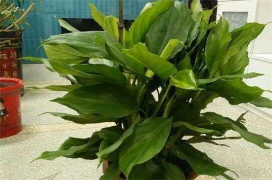 万年青烂根如何办，分析原因治理烂根