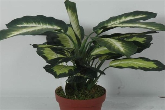 万年青烂根如何办，分析原因治理烂根