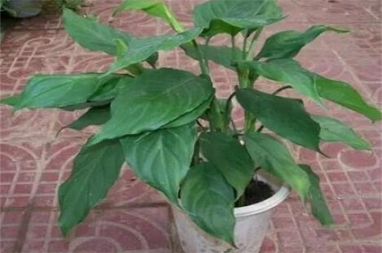 万年青烂根如何办，分析原因治理烂根