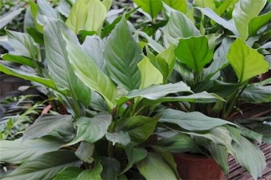 万年青烂根如何办，分析原因治理烂根