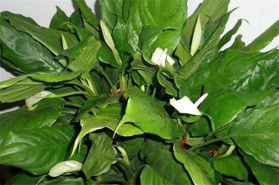 万年青烂根如何办，分析原因治理烂根