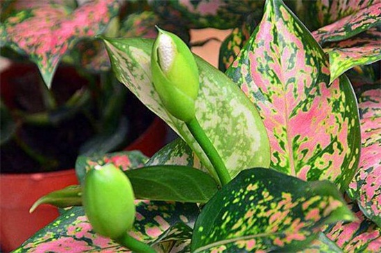 彩叶万年青的养殖办法,掌握6点轻松养殖