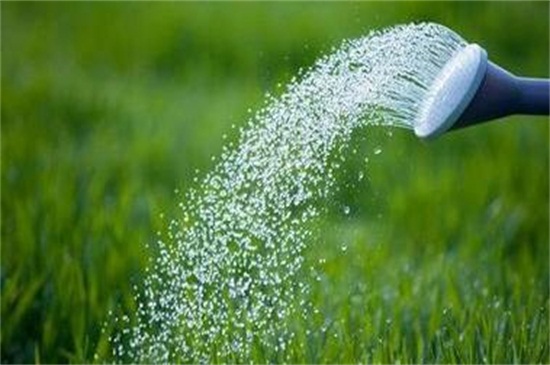 彩叶万年青的养殖办法,掌握6点轻松养殖