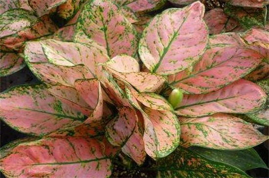 彩叶万年青的养殖办法,掌握6点轻松养殖