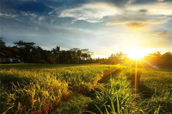 彩叶万年青的养殖办法,掌握6点轻松养殖