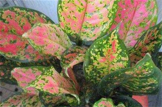 彩叶万年青的养殖办法,掌握6点轻松养殖