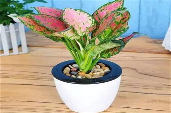 彩叶万年青的养殖办法,掌握6点轻松养殖