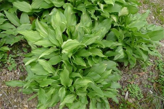 万年青如何养殖办法，做好六点更好养殖