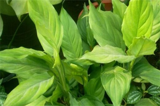 万年青如何养殖办法，做好六点更好养殖