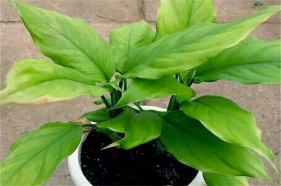 万年青如何养殖办法，做好六点更好养殖